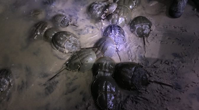 Counting Horseshoe Crabs in the Dark
